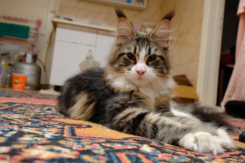 Maine Coon, Kedi Loki fotoğrafı