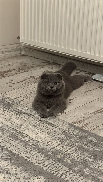 Scottish Fold, Kedi  Mia fotoğrafı