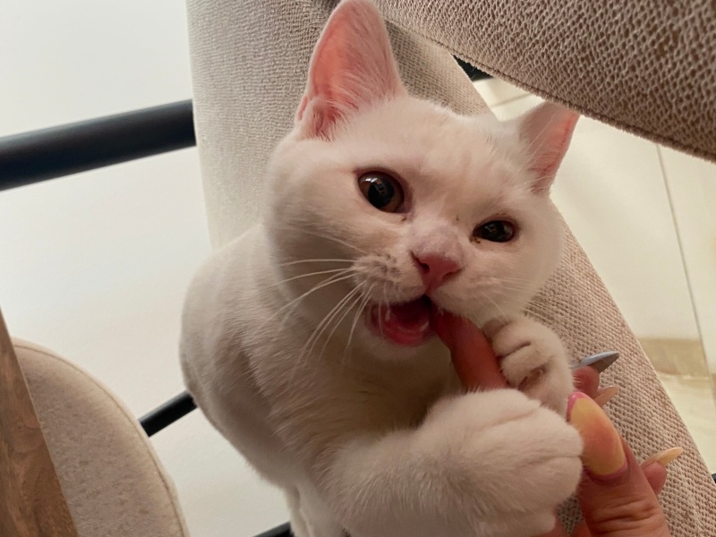 British Shorthair, Kedi  elizabeth labne fotoğrafı