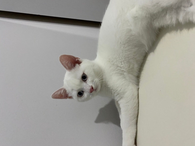 British Shorthair, Kedi  arthur fotoğrafı