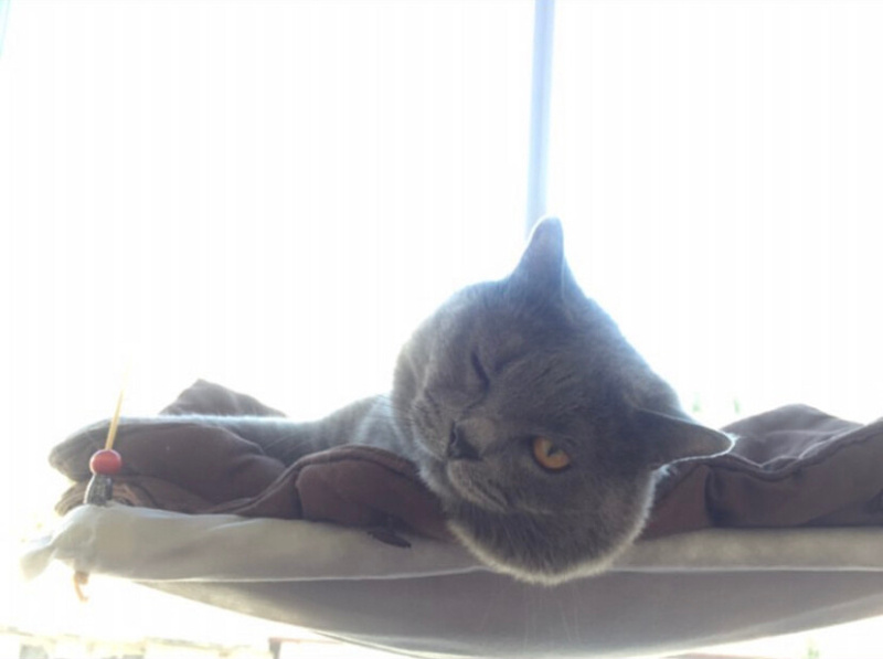 British Shorthair, Kedi  Duman fotoğrafı