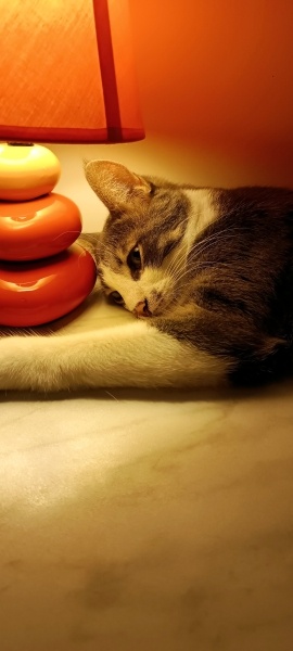 Tekir Kedi, Kedi  Minnoş fotoğrafı