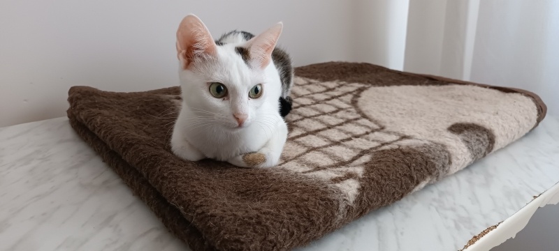 Ankara Kedisi, Kedi  Yumuduk fotoğrafı