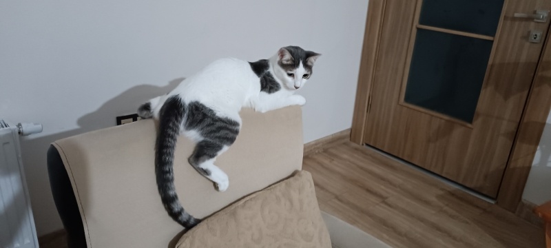 Tekir Kedi, Kedi  Yumoş fotoğrafı