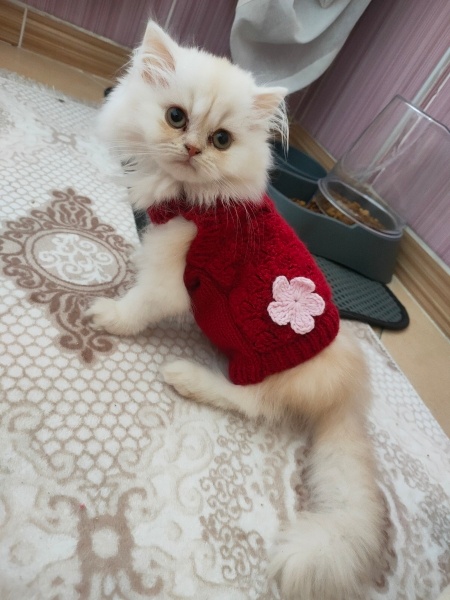 Scottish Fold, Kedi Dobby fotoğrafı
