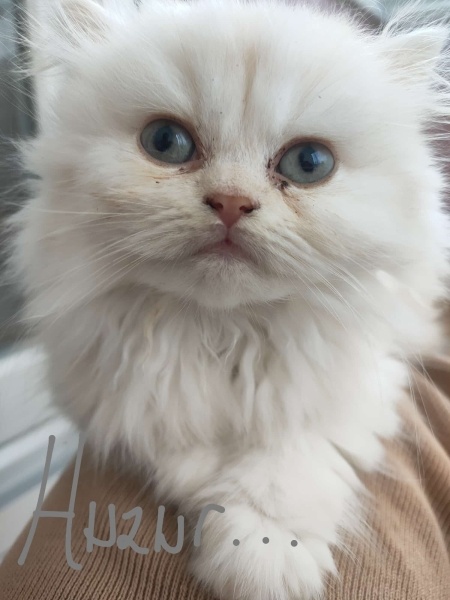 Scottish Fold, Kedi Dobby fotoğrafı