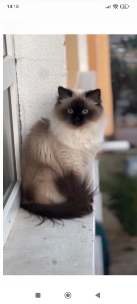 Himalayan, Kedi  Çiko fotoğrafı