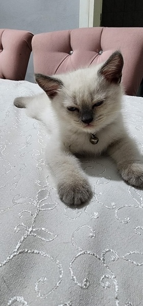 British Shorthair, Kedi kedicik fotoğrafı