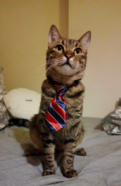 Tekir Kedi, Kedi Müdür fotoğrafı