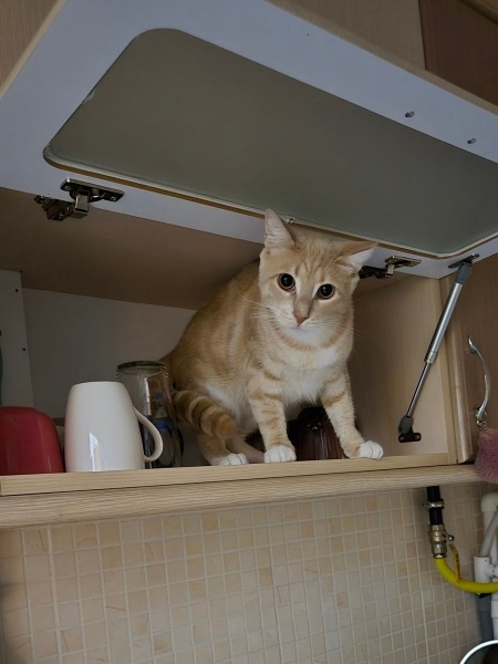 Tekir Kedi, Kedi Chester fotoğrafı