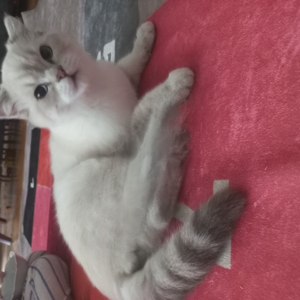 Scottish Fold, Kedi Bücür fotoğrafı