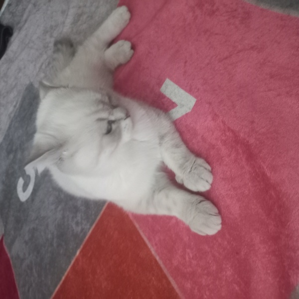 Scottish Fold, Kedi Bücür fotoğrafı