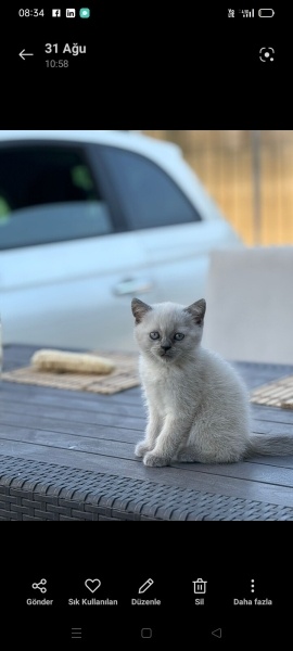 British Shorthair, Kedi  Zeus fotoğrafı