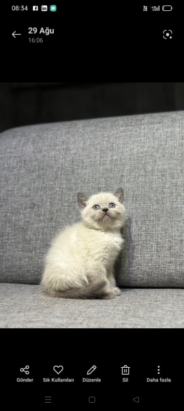 British Shorthair, Kedi  Zeus fotoğrafı