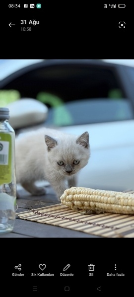 British Shorthair, Kedi  Zeus fotoğrafı