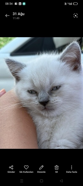 British Shorthair, Kedi  Zeus fotoğrafı