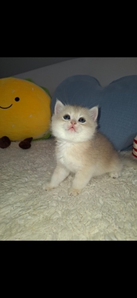 British Shorthair, Kedi Mercan fotoğrafı