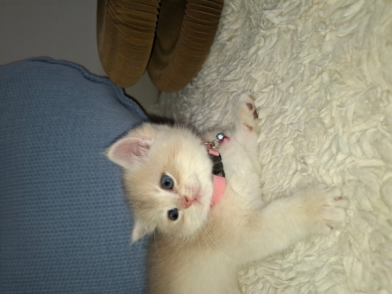 British Shorthair, Kedi Mercan fotoğrafı