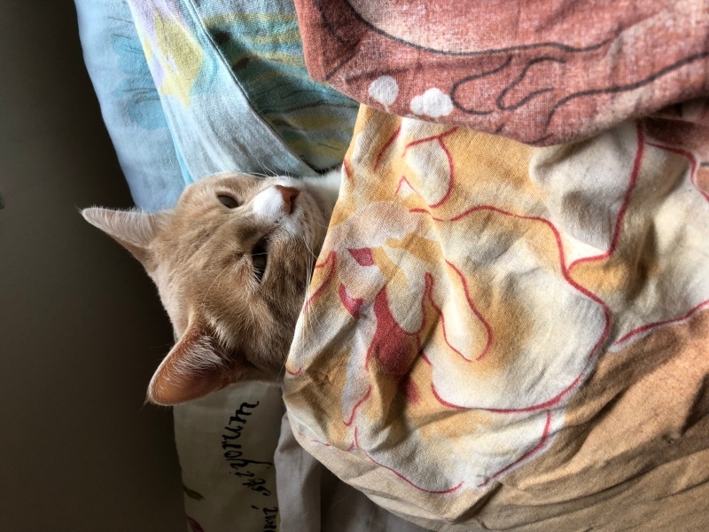 Sarman, Kedi Mocha fotoğrafı