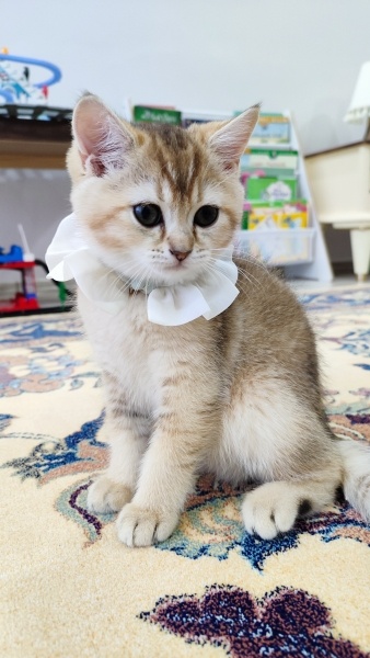 British Shorthair, Kedi Badem fotoğrafı