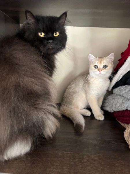 British Shorthair, Kedi GÜNEŞ fotoğrafı