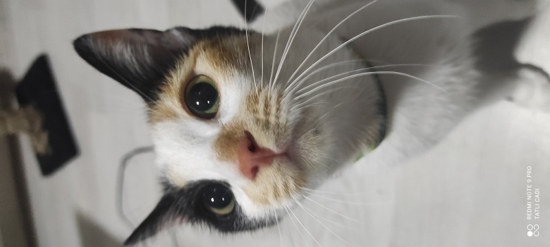 Tekir Kedi, Kedi PisiPisi fotoğrafı