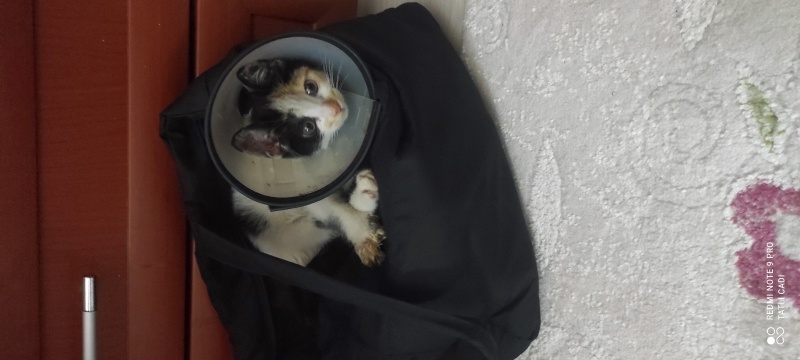 Tekir Kedi, Kedi PisiPisi fotoğrafı