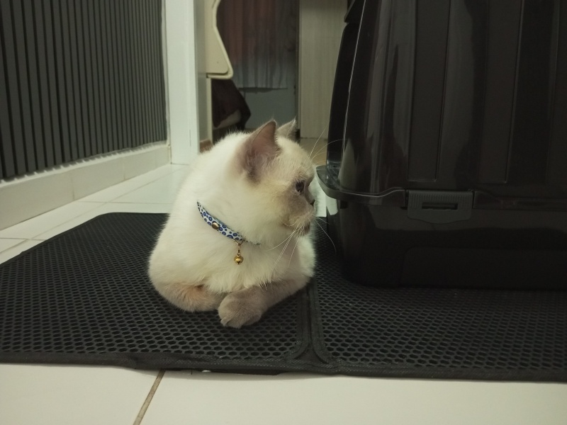 British Shorthair, Kedi Çakır fotoğrafı