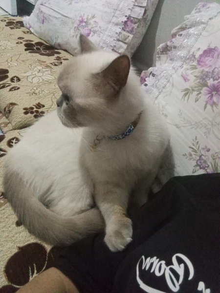 British Shorthair, Kedi Çakır fotoğrafı