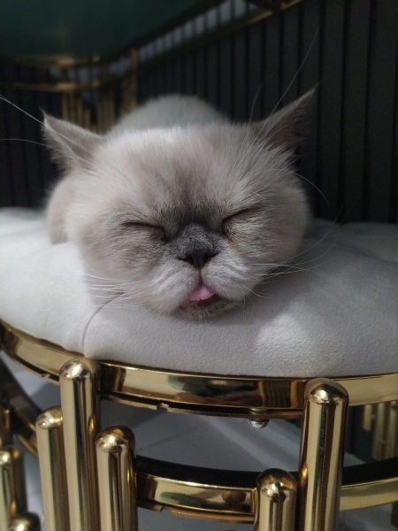 British Shorthair, Kedi Çakır fotoğrafı