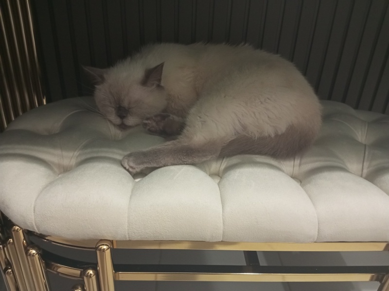 British Shorthair, Kedi Çakır fotoğrafı