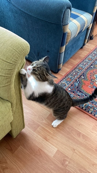 Tekir Kedi, Kedi Sow fotoğrafı