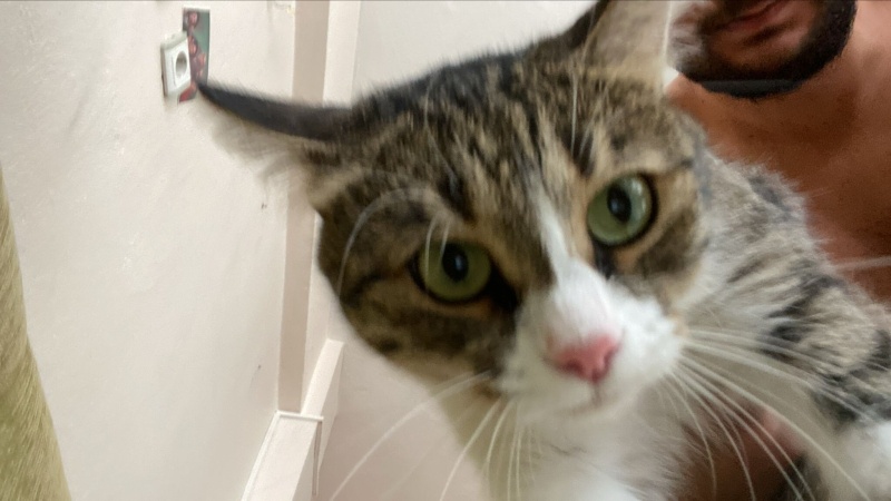 Tekir Kedi, Kedi Sow fotoğrafı