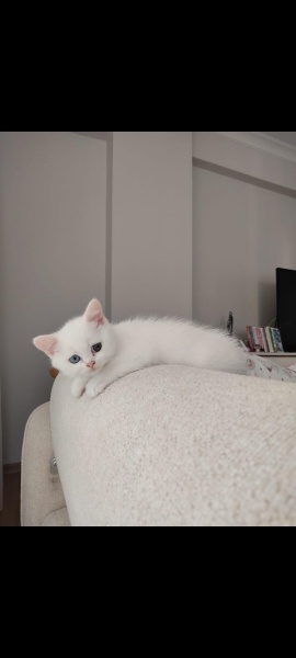 British Shorthair, Kedi  Pamuk fotoğrafı