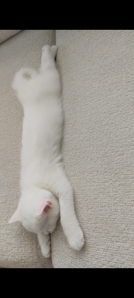 British Shorthair, Kedi  Pamuk fotoğrafı