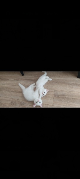 British Shorthair, Kedi  Pamuk fotoğrafı