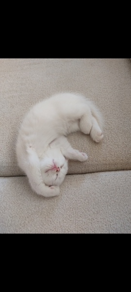 British Shorthair, Kedi  Pamuk fotoğrafı