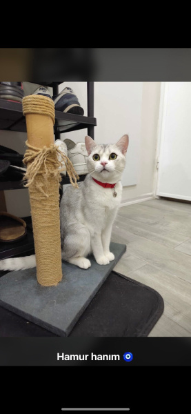British Longhair, Kedi british fotoğrafı