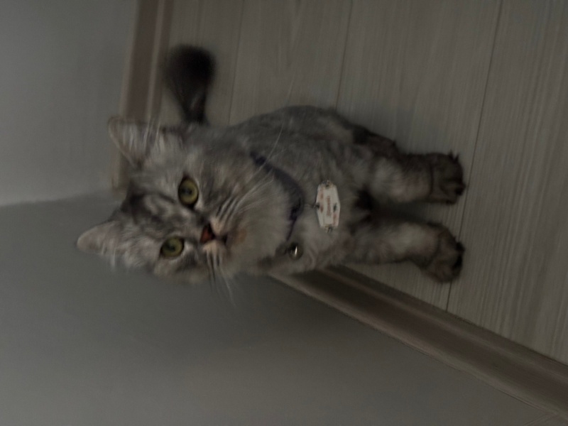 Chinchilla, Kedi Hürrem fotoğrafı