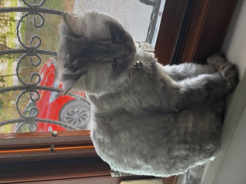 Chinchilla, Kedi Hürrem fotoğrafı