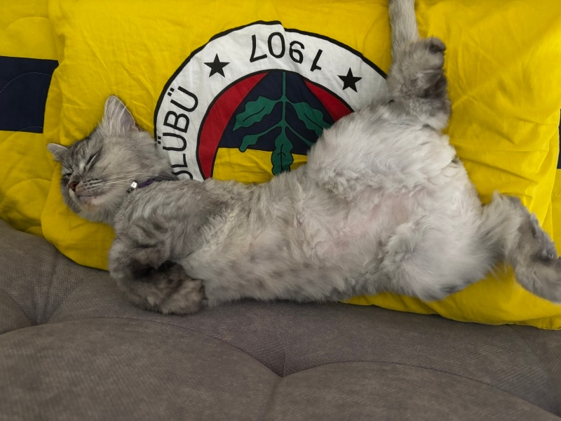 Chinchilla, Kedi Hürrem fotoğrafı