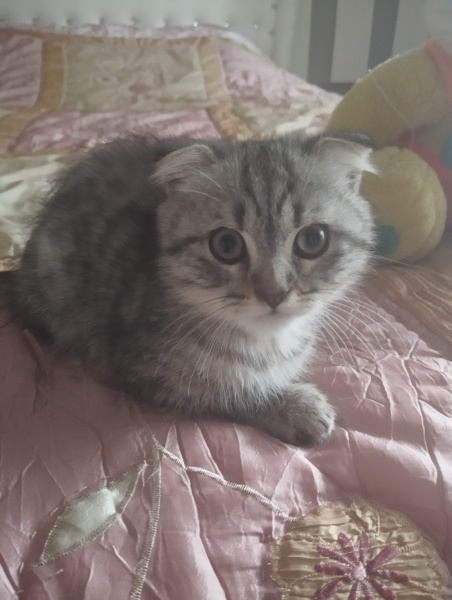 British Longhair, Kedi  Duman fotoğrafı