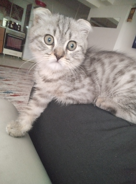 British Longhair, Kedi  Duman fotoğrafı