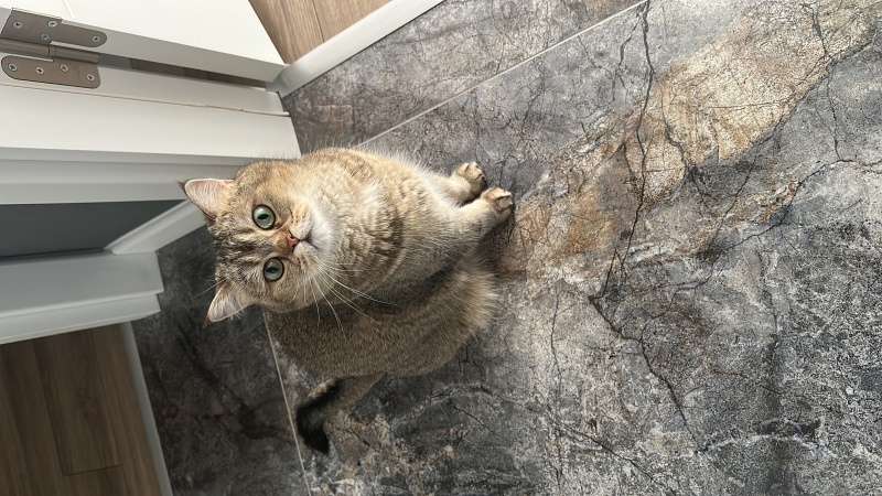 British Shorthair, Kedi Müezza fotoğrafı