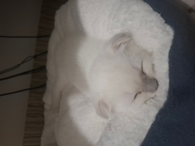Scottish Fold, Kedi Ares fotoğrafı