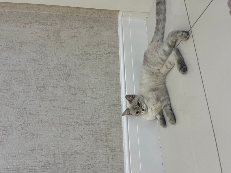 Siyam Kedisi, Kedi  Luna fotoğrafı