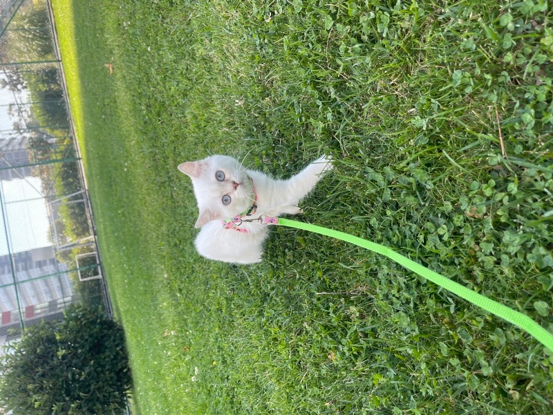British Shorthair, Kedi  Pamuk fotoğrafı