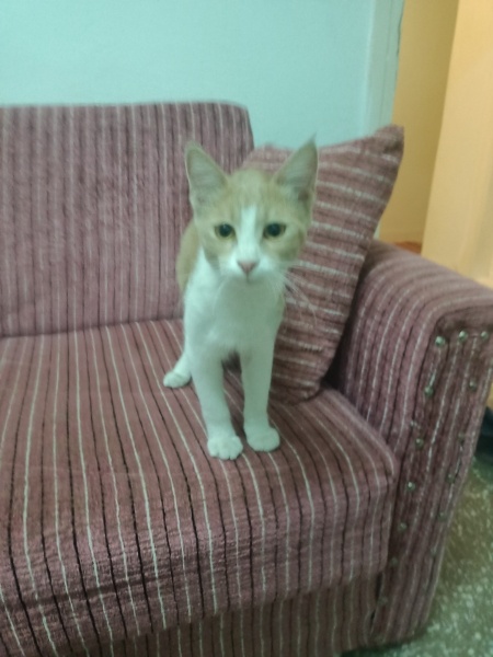 Tekir Kedi, Kedi Kibar fotoğrafı