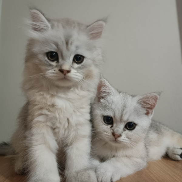 British Shorthair, Kedi Kivi & Çapkın fotoğrafı