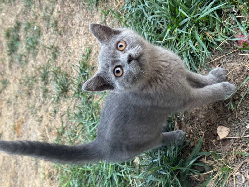 British Shorthair, Kedi  Duman fotoğrafı